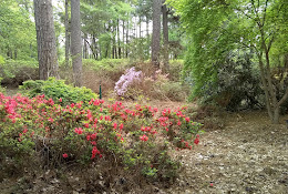 Ruby M. Mize Azalea Garden