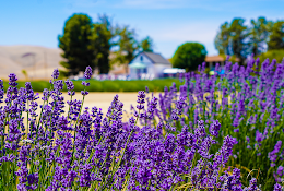 The Lavender Garden