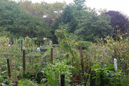 Hattie Carthan Community Garden