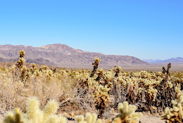 Cholla Cactus Garden