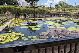 International Waterlily Collection