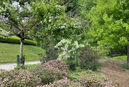 Woodland Garden