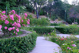 Morcom Rose Garden