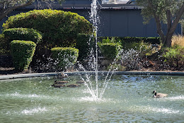 Kaiser Rooftop Garden