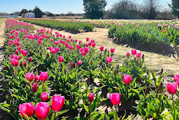 Texas-Tulips, LLC