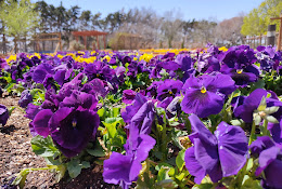 Texas Tech Greenhouse