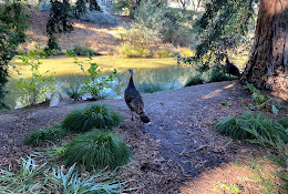 UC Davis Arboretum and Public Garden