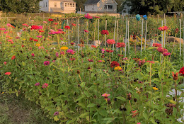 Ben Franklin Community Garden