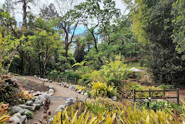 UCLA Mathias Botanical Garden