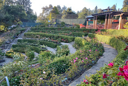 Berkeley Rose Garden