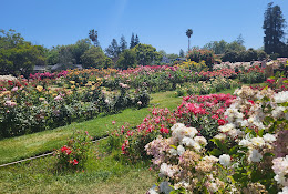 Municipal Rose Garden