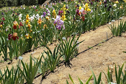 Bluebird Haven Iris Garden