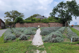 Lavender Field on Governors Island